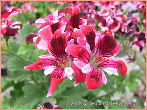 Pelargonium 'New Gypsy'