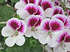 Pelargonium 'Little Rascal'