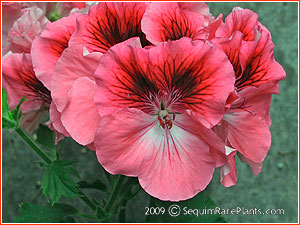 Pelargonium 'Vicky'