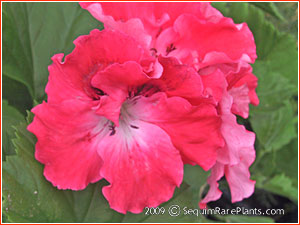 Pelargonium 'Orange Parfait'