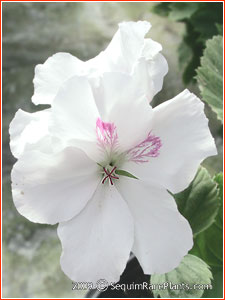 Pelargonium 'Mary'