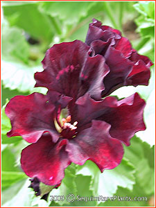 Pelargonium 'Brown's Butterfly'
