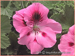Pelargonium 'Josy'