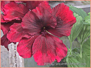 Pelargonium 'Rogue'