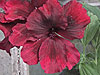 Pelargonium 'Rogue'