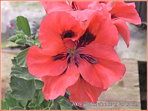 Pelargonium 'Salmon Splendor'