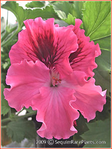 Pelargonium 'Majestic'