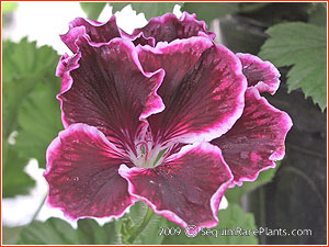 Pelargonium 'Pompeii'