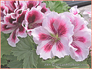 Pelargonium 'Aztec'