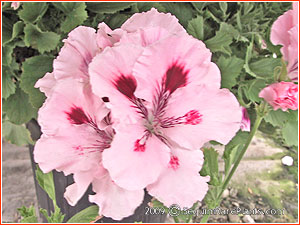 Pelargonium 'Exquisite'