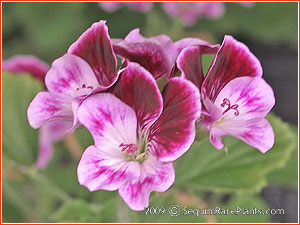 Pelargonium 'Baby Snooks'
