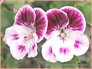 Pelargonium 'Mini Martha'