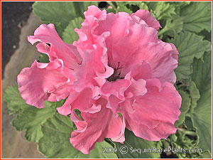 Pelargonium 'Georgia Peach'
