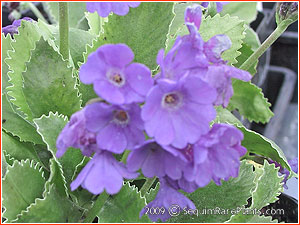 Primula 'Herb Dickson'