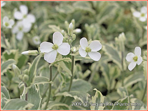 Arabis 'Variegata'