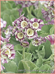 Primula 'Arundel'