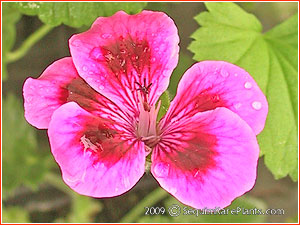 Pelargonium 'Flower Basket'