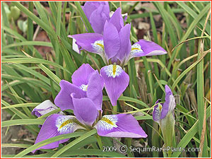 Iris unguicularis 'Mary Barnard'