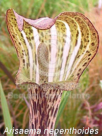 closeup of Arisaema nepenthoides