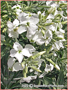 Matthiola perennis 'Alba''