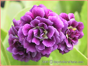 Primula 'Doublet'
