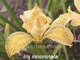 Iris innominata