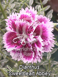 Dianthus 'Sweetheart Abbey'
