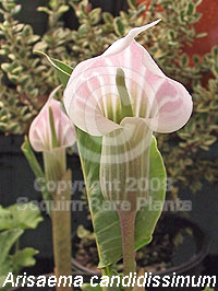Arisaema candidissimum