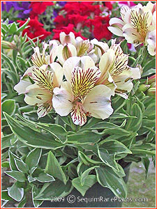 Alstroemeria 'Fabiana'