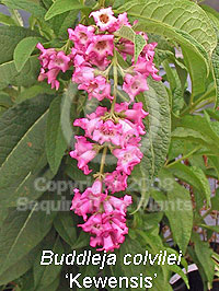 Buddleja colvilei 'Kewensis'