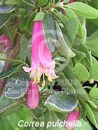 closeup of Correa pulchella