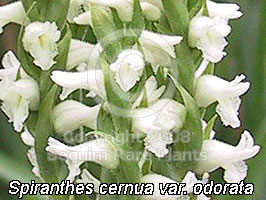 closeup of Spiranthes
