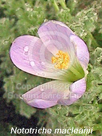 closeup of Nototriche macleanii