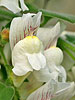 dwarf snapdragon, Antirrhinum glutinosum