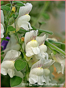 dwarf snapdragon, Antirrhinum glutinosum