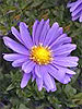 Aster 'Eventide'