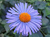 Aster 'Napsbury'
