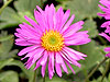 Aster alpinus 'Pinkie'
