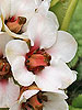 flower close-up of Bergenia c. ligulata