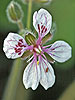 Erodium trifolium