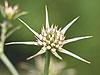 Eryngium carlinae