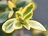 Herniaria 'Sea Foam'