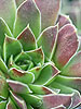 Jovibarba heuffelii 'Beacon Hill'
