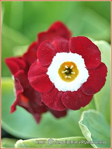 Primula 'American Beauty'