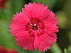 Dianthus 'Whatfield Ruby'