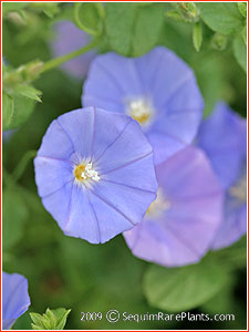 Convolvulus mauritanicus