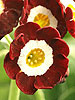 Primula auricula 'Rosemary'