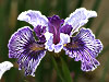 Iris 'Bay Street'