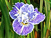 Iris 'Idyllwild'