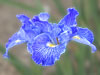 Iris 'Ocean Blue'